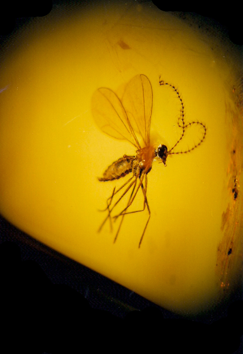 ambre avec insecte